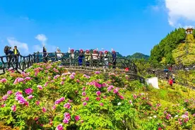 注意查收！2025年垫江牡丹文化节旅游线路来了~图片