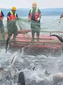 季节限定！洛阳些“海”人少景美，快出发！