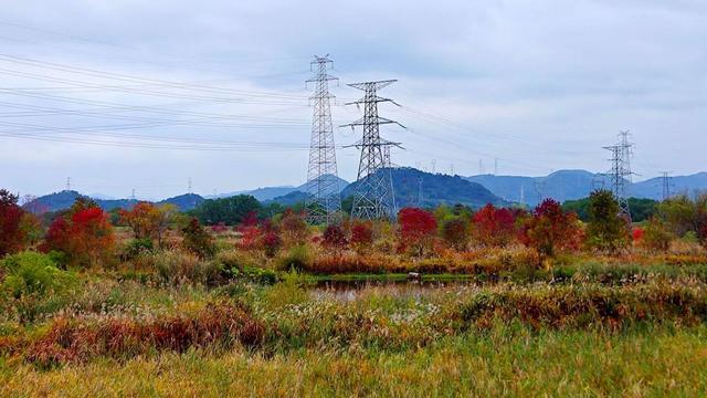晚潮｜风吹乌桕