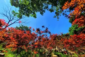 无人机、非遗国潮、特色夜游……国庆假期广州乡村游红火图片