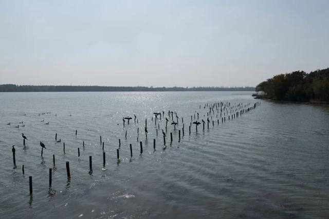 这些“崇明居民”，回家了！