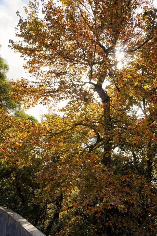 鼓山“枫”景太美啦！详细打卡点位戳→