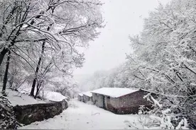 北京下雪了！密云出现“树挂”美景，银装素裹分外妖娆图片