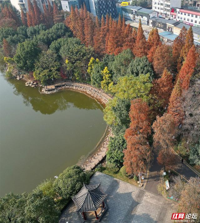 周末去哪？郴州北湖公园的红杉林已进入高光时刻