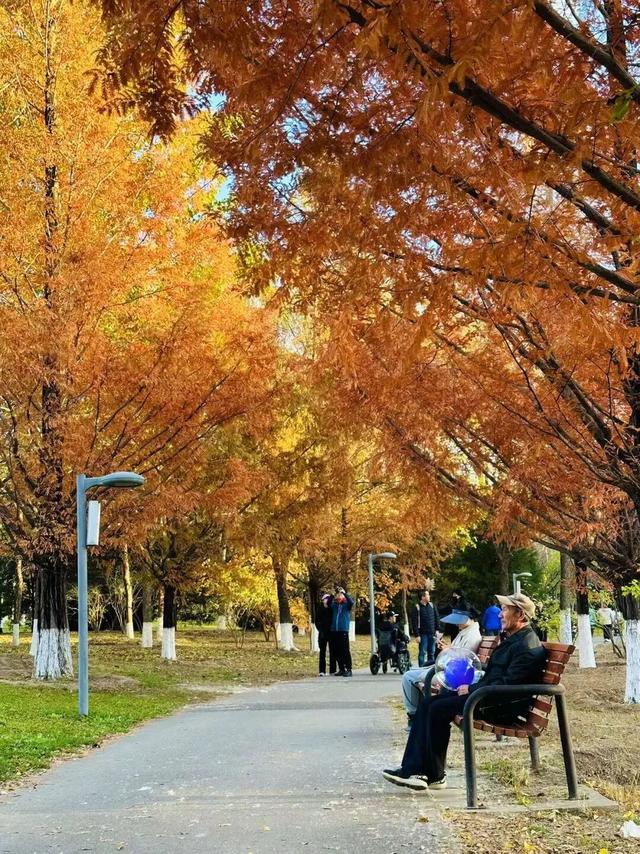 最新！北京多公园彩叶变色率达100%，赏秋还请抓紧机会
