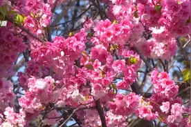 “圆通樱潮”如约而至，这份赏樱攻略请收下→图片