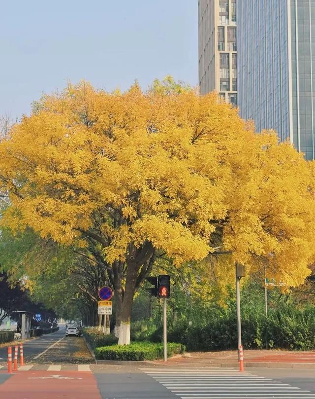 漫步日照之秋 | ① 巨好看！山东路的一颗秋天！