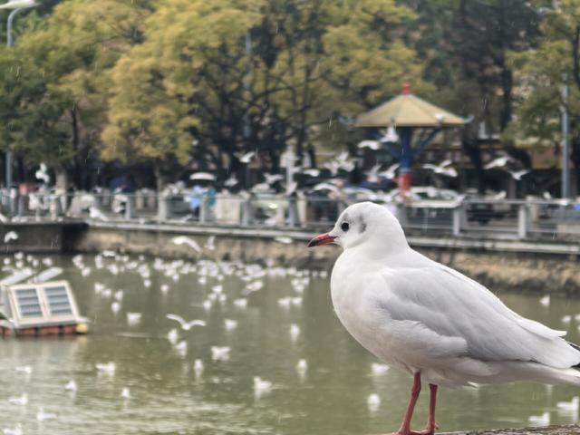 低温难挡人鸥情 环西桥掀观鸥打卡热