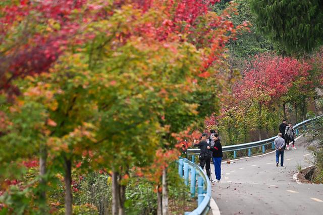 镜鉴｜定格美丽重庆：深秋已至 渝北云龟山红枫滴艳