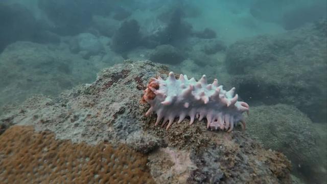 在湛江玻璃海奇遇珊瑚秘境→