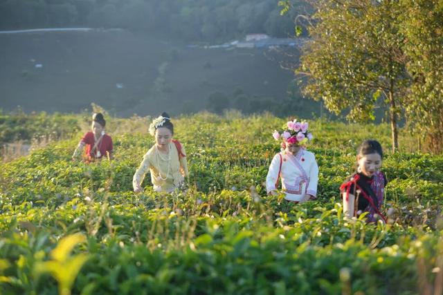 来西双版纳体验向往的生活