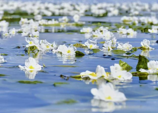 交出幸福答卷丨守护清澈洱海，共筑人湖和谐