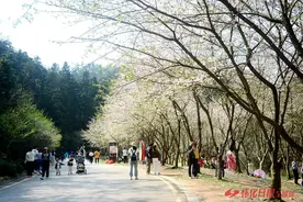 图说 | 樱花绽放醉游人图片