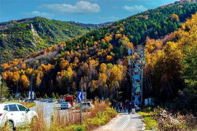 学习强国 | 河北崇礼：梧桐大道的“醉”美秋色