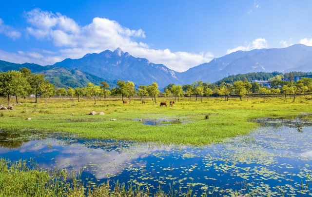 秋天来罗田,好“柿”正发生!