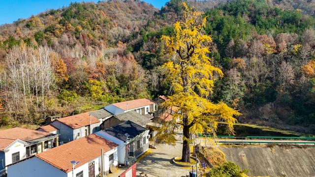 同为1300岁，武汉两株“银杏王”满树堆金