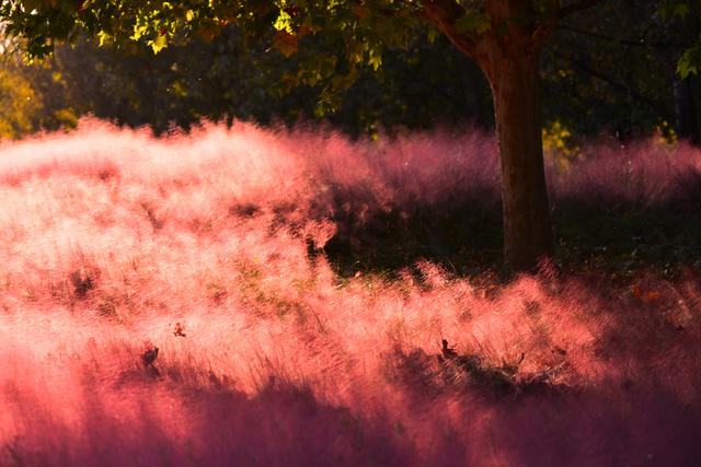 好浪漫！奥北森林公园粉黛乱子草形成梦幻景观
