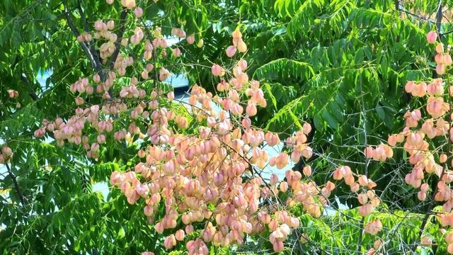 我说“仁寿秋天那么美”，栾树：是的