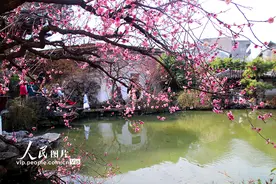 苏州园林梅花绽放春意浓图片