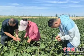 瓜州：多举措优化田间管理 助力棉花丰产棉农增收图片