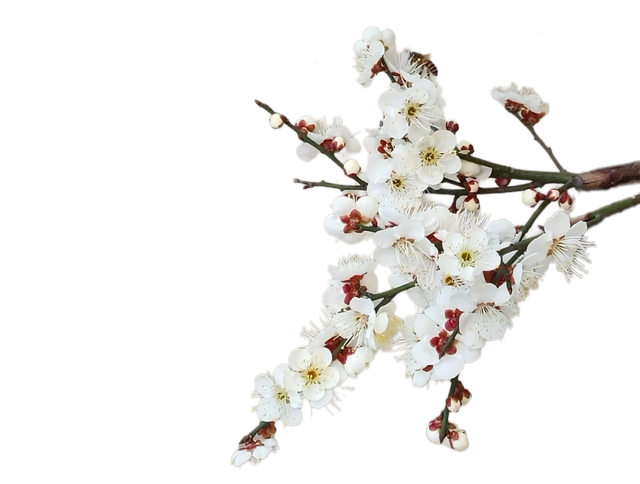 宾阳陈平名山梅花盛放！1月10日，共赴一场暗香浮动的花期