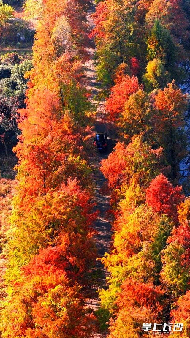 望城白马巷，红杉炫丽冬之美｜组图