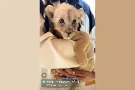 西安一动物园花268元可抱狮子拍照？园区回应：不建议小朋友和孕妇参加互动图片