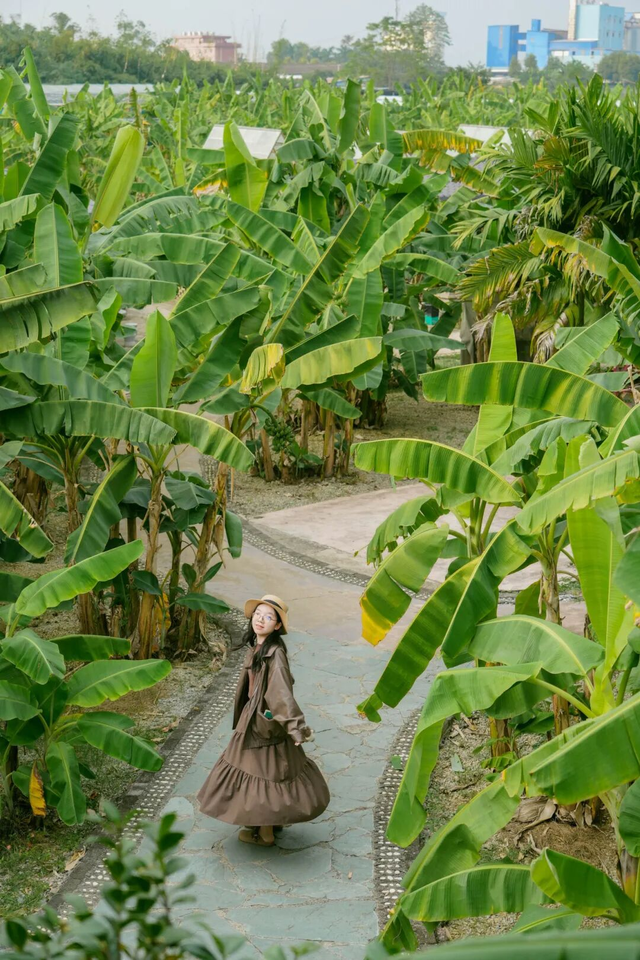南宁冬季水果采摘全攻略 | 东北老铁、西北家人，告别猫冬！来南宁实现“水果自由”