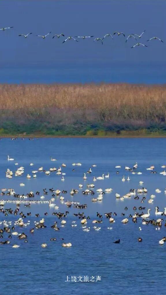 赶紧收藏！上饶冬天真正的“顶流”是它们！这些观鸟地你准备什么时候来？