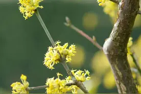 “遍插茱萸少一人”中的“茱萸”到底为何物？图片