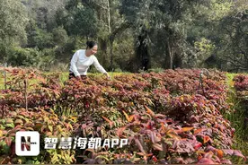 泉州“新农人”将超8.5万！越来越多名校毕业生扎根农村创业……图片