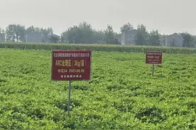 黄曲霉素污染下降80%，油料所院士团队利用微生物技术实现花生“控毒”图片