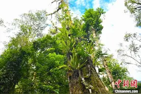 西藏墨脱原始森林植物科考：行走中不知脚下“藏着惊喜还是惊吓”图片