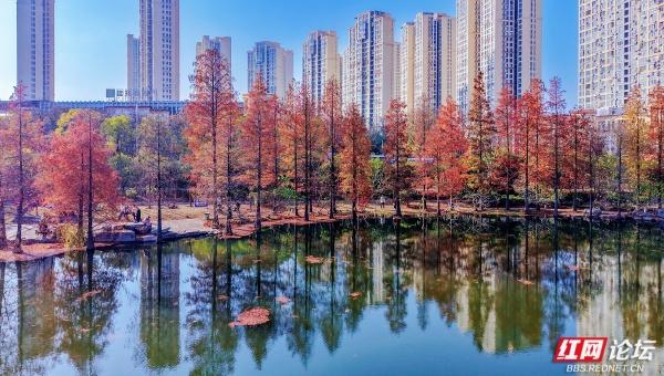 【每日一图@湖南】漫步粟雨湖畔，拾取水杉与冬光合写的暖意篇章
