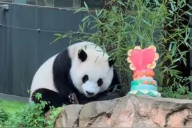 大熊猫“小奇迹”一家归乡在即， 美国民众：会超级想念！图片