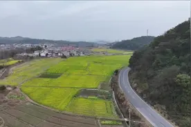 江西新余：早熟油菜花开 “一抹金黄”迎新春图片