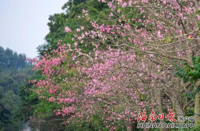 美丽异木棉迎冬绽放 扮靓环热带雨林国家公园旅游公路