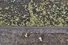 新闻多一度丨这么巧！你也把车停槐树下面了？图片