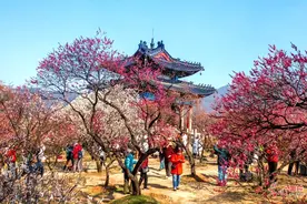 春暖花开 多地迎来赏花踏青热图片