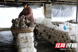 江永：菌业产销旺 供应粤港澳大湾区“菜篮子”图片