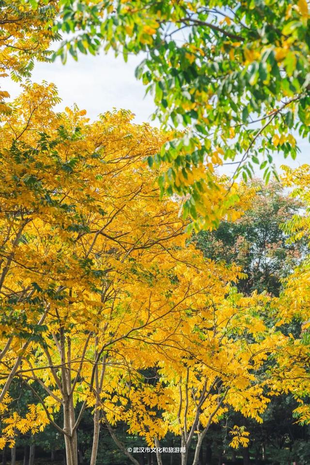 实况！武汉彩叶季来了，这些地方最出片