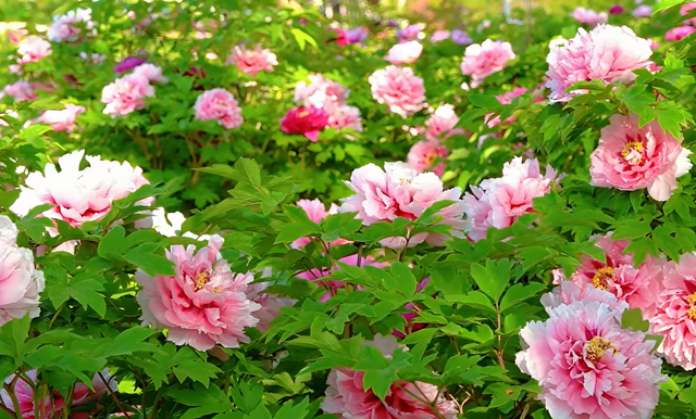 免费！邹城这里的牡丹开好了！