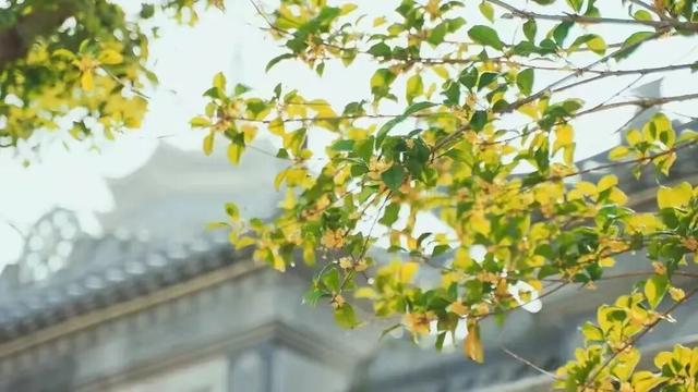 欢聚吴江· “香”遇桂花季丨上线了！吴江赏桂地图！