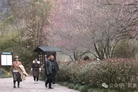 武夷山国家公园春意浓 赏梅正当时图片