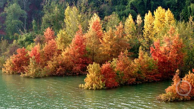 重庆忠县：长江彩林入画来