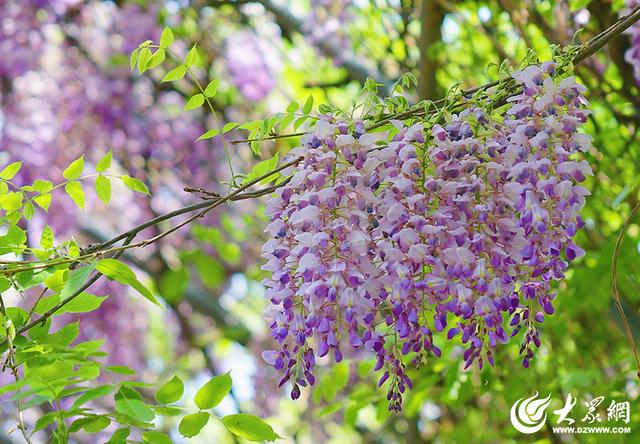 一城紫韵漫长廊！滨州紫藤花隧道迎来赏花季