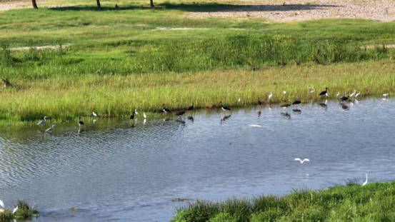 百鸟翔集绘生态画卷 大美卢氏邀您共赏