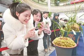 2025年“贵钢花鸟杯”贵阳第十四届兰花博览会举行图片