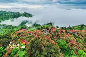 湖北麻城：龟峰山杜鹃绽放图片
