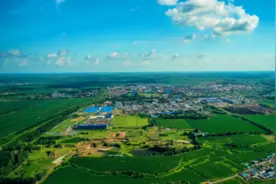 讷河大豆：乡村振兴的“金种子”图片